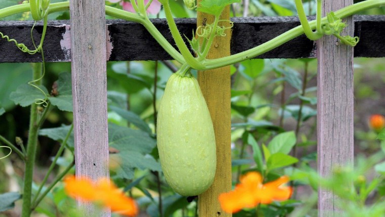 Кабачки промытые нарезанные