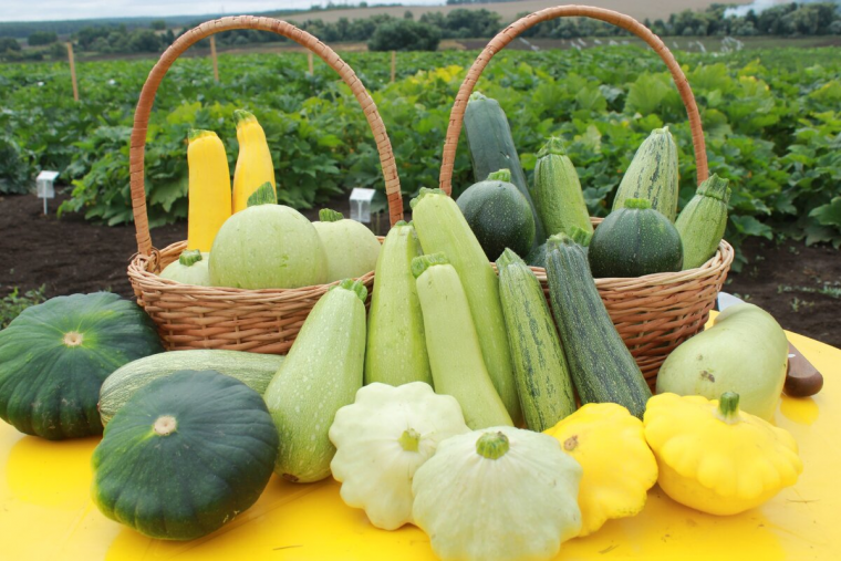 Тебе нужен кабачок