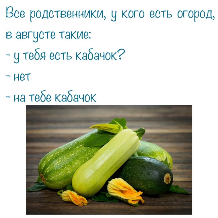Чем полезен кабачок