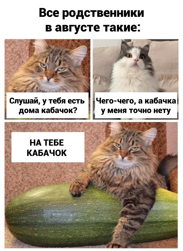 Кабачки урожай