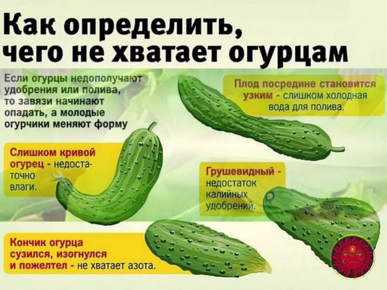 Кабачки на грядке