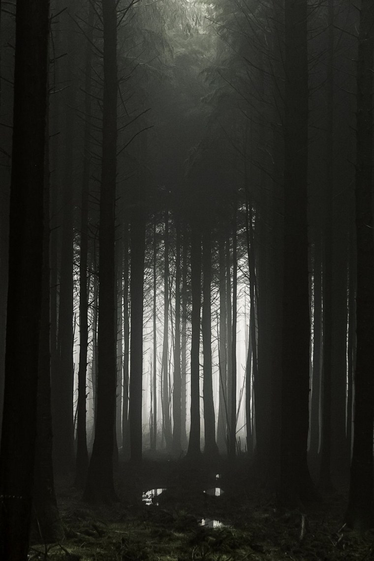 Темный лес арт