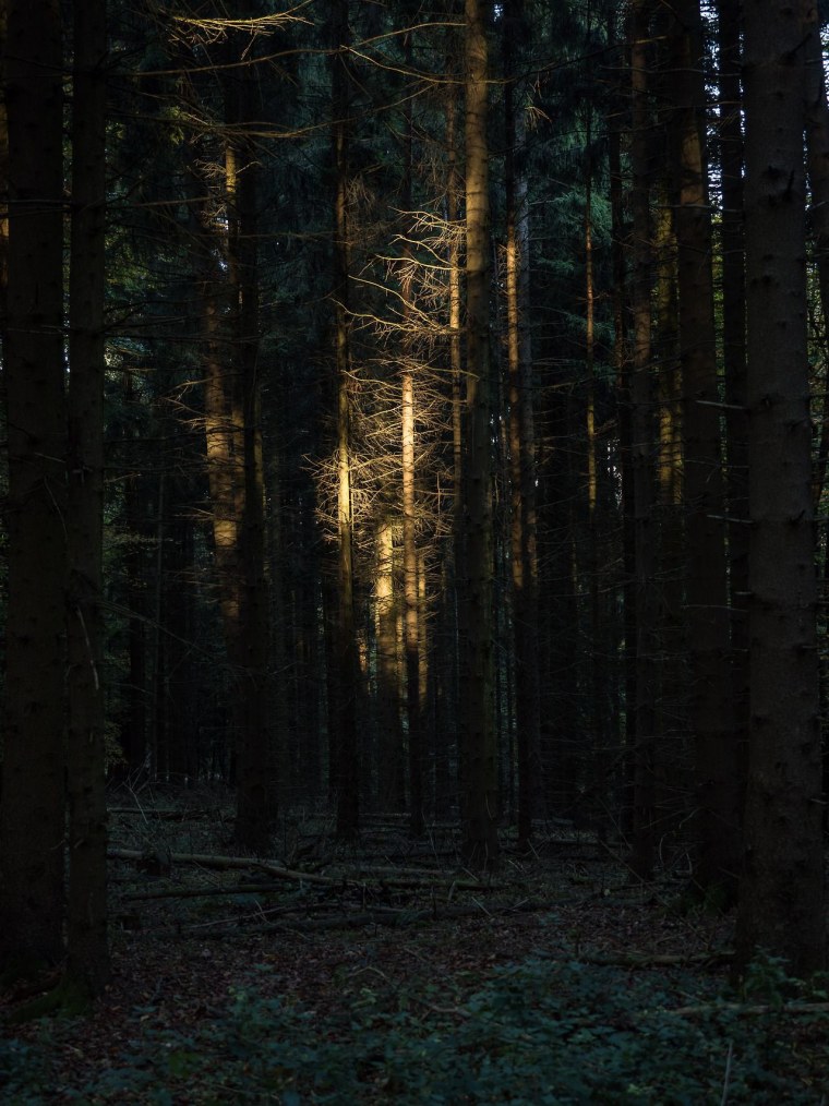 Ночной лес Талдом