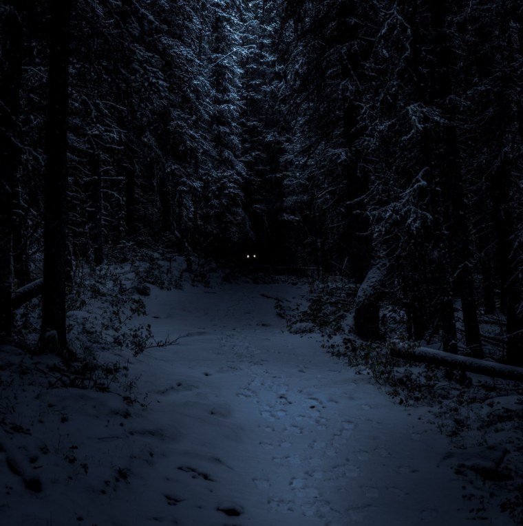 Зимний лес ночью