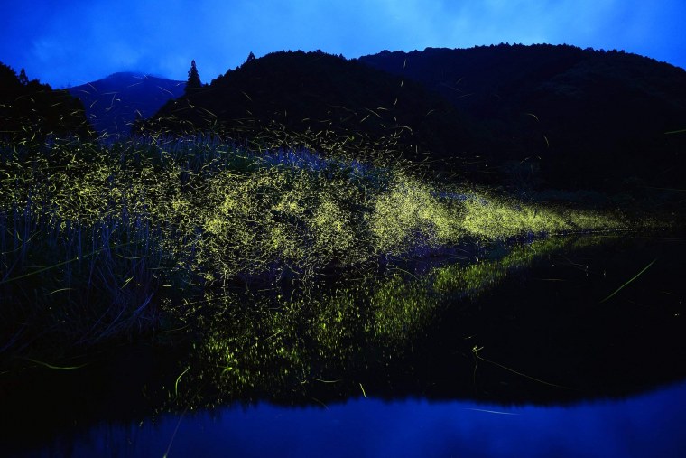 «Ночь в лесу»