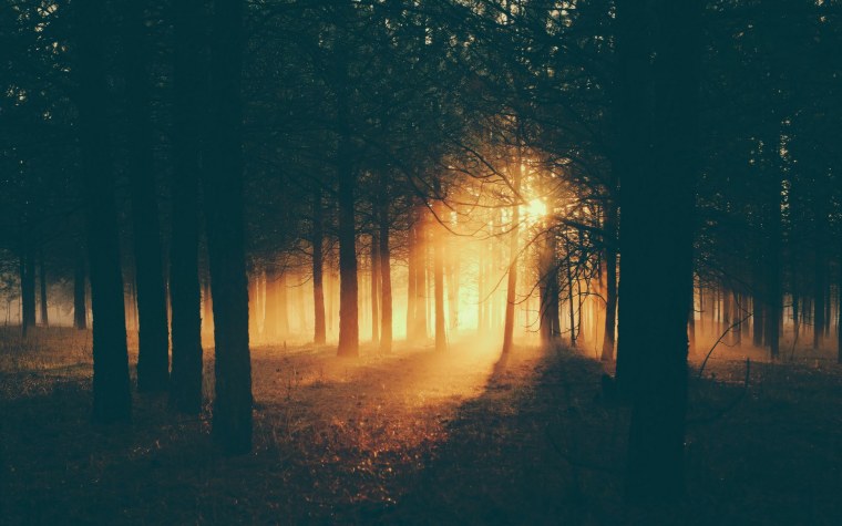 Красивый свет в лесу