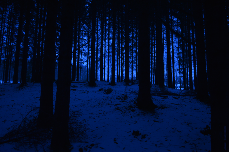 Эстетика тёмно синего леса