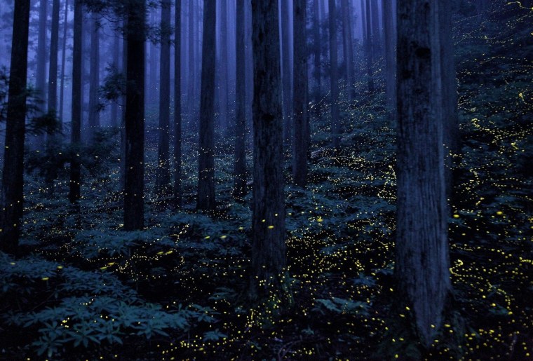 Ночной лес