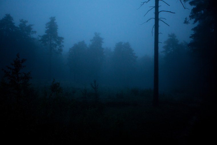 Ночной лес вид сверху