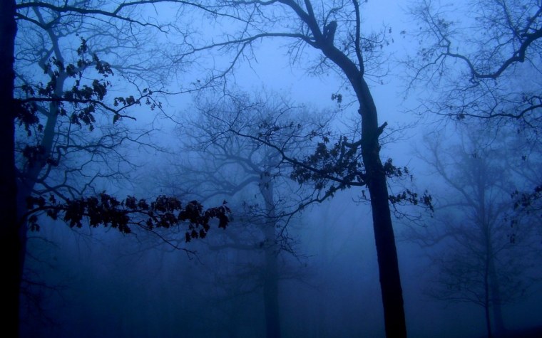 Ночной лес в тумане