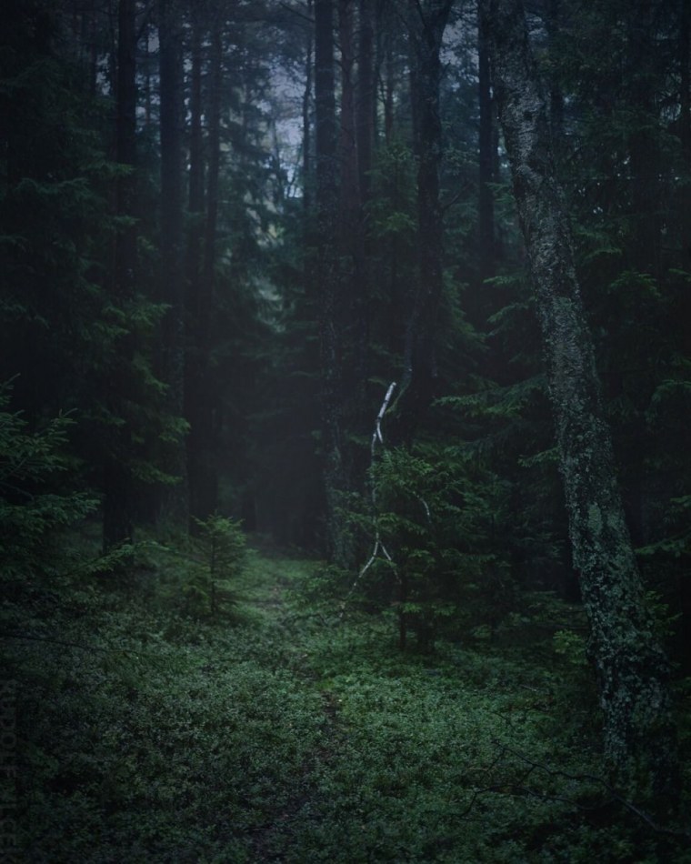 Туманный лес Слизерин