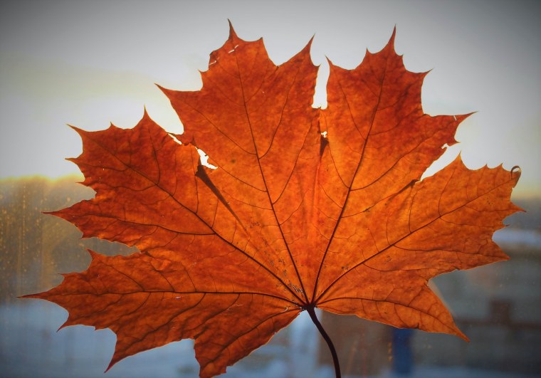 Клен сахарный лист