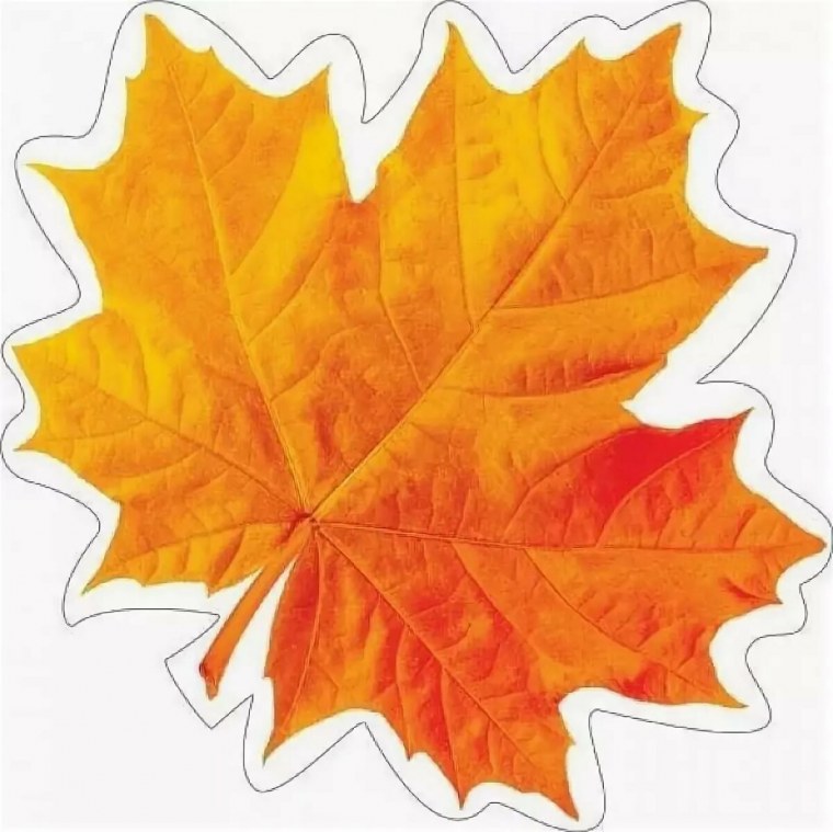 Оранжевые листья на прозрачном фоне