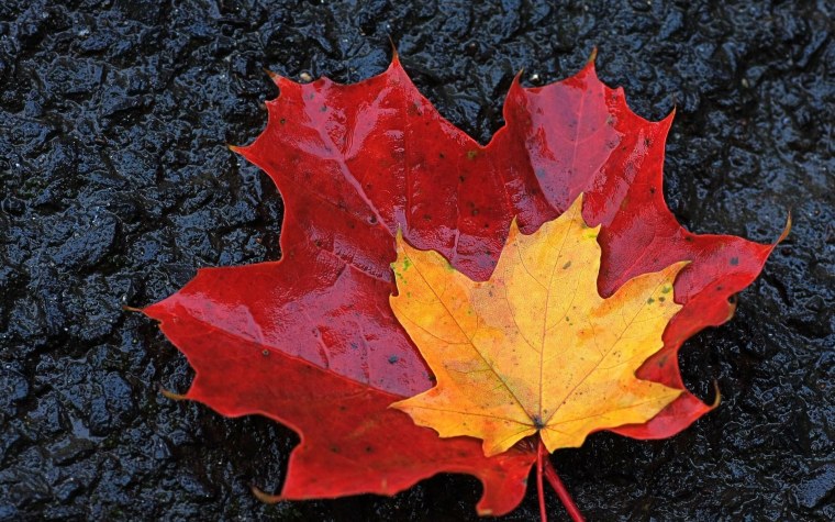 Кленовый лист рисунок