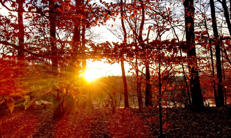 Красный лес Краснодарский край