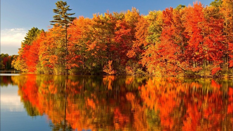 Багряный лес