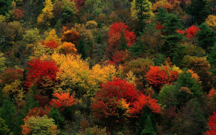 Кленовая аллея в Канаде