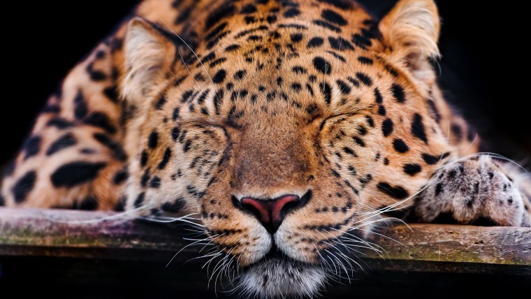 Леопард обои