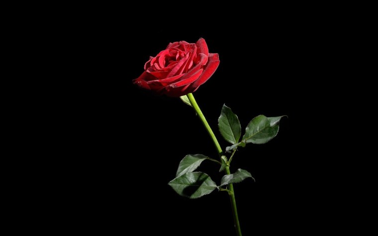 Красная роза на черном фоне