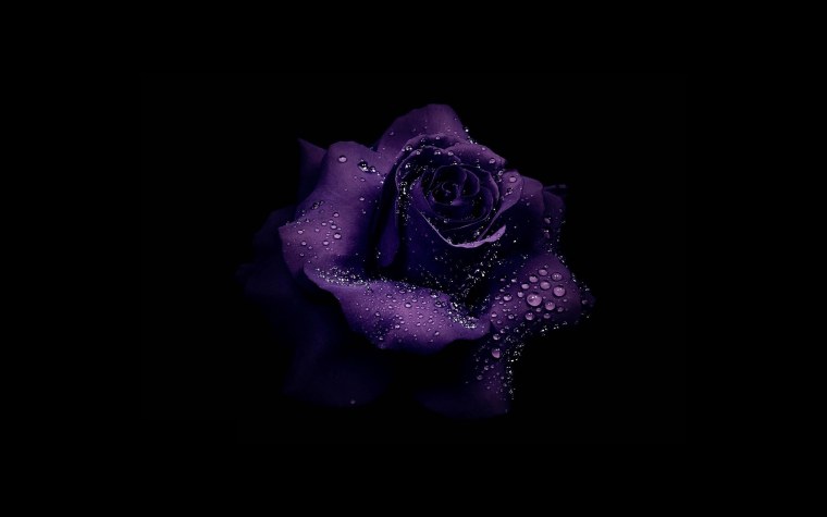 Розы на темном фоне