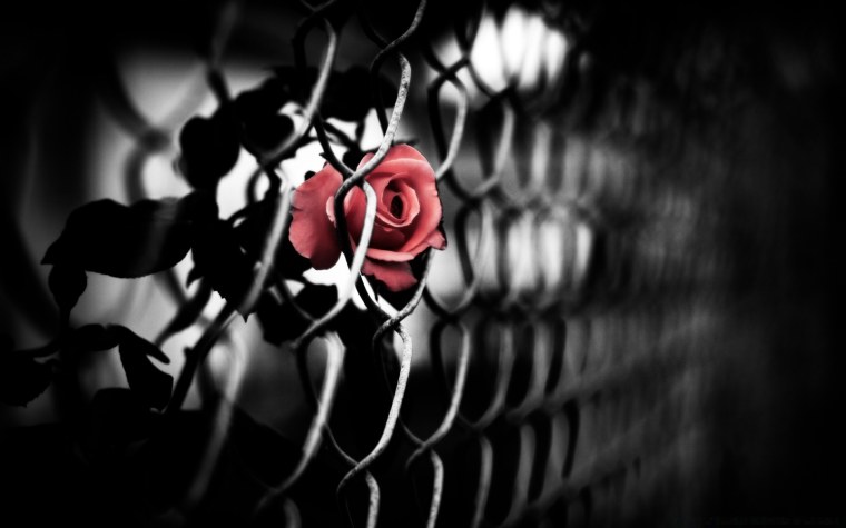 Красная роза на черном фоне