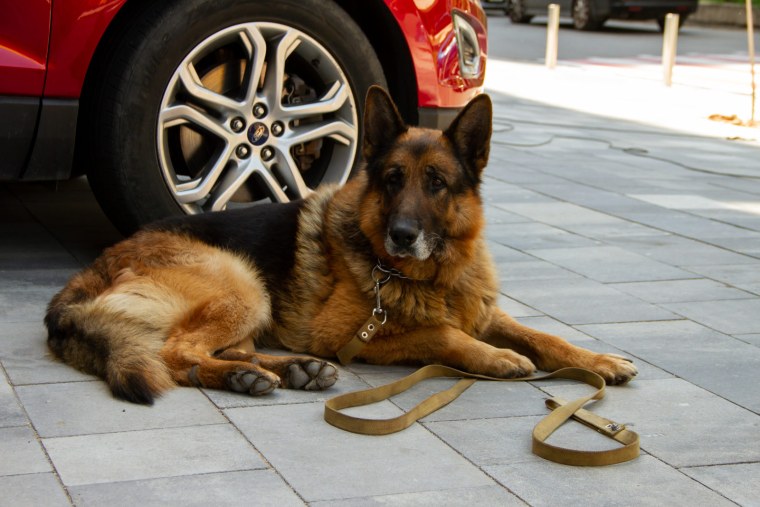 Сериал пес 6 Максим Максимов