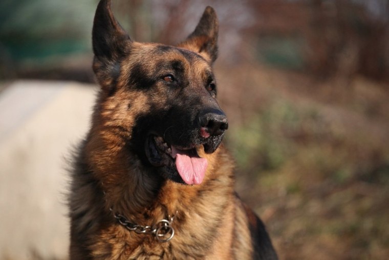 Пёс 2 сезон 25 серия