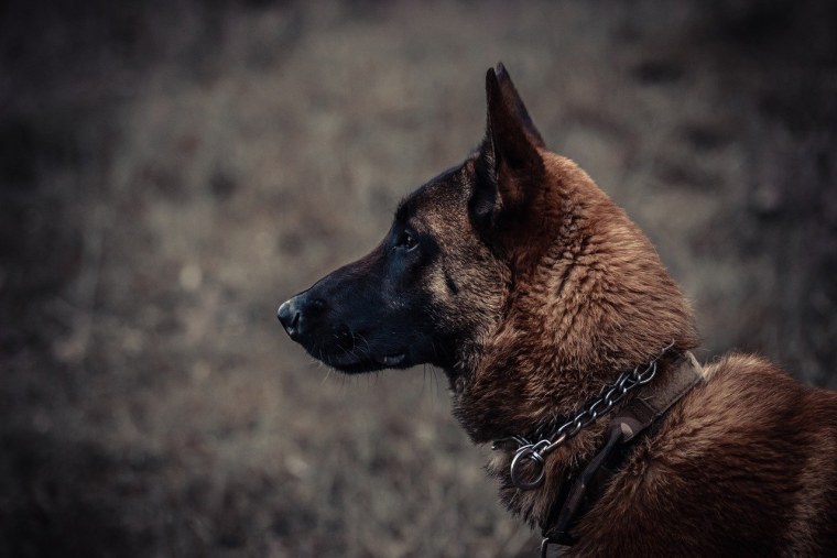 Пес сериал пес