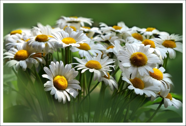 Полевые цветы панорама