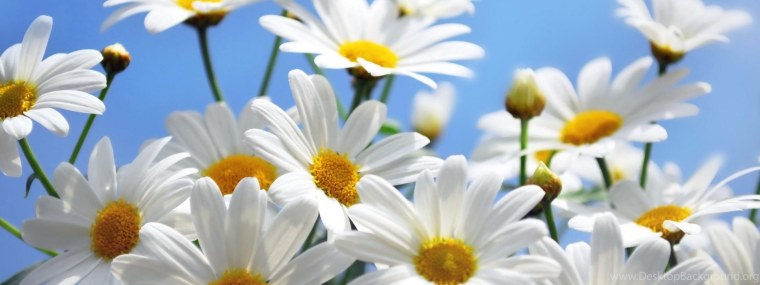 Ромашка аптечная фото