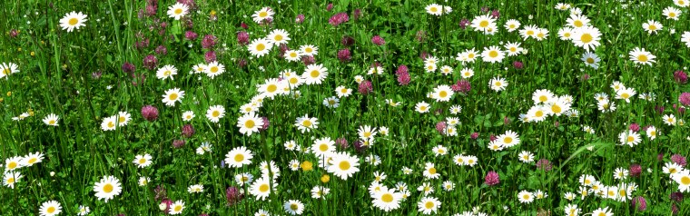 Обои на телефон ромашки