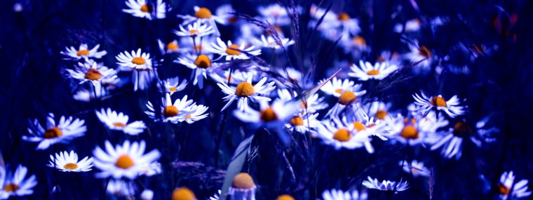 Ромашка цветы