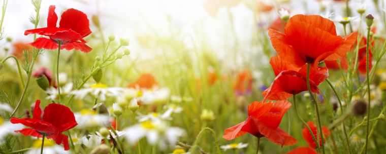 Поле ромашек