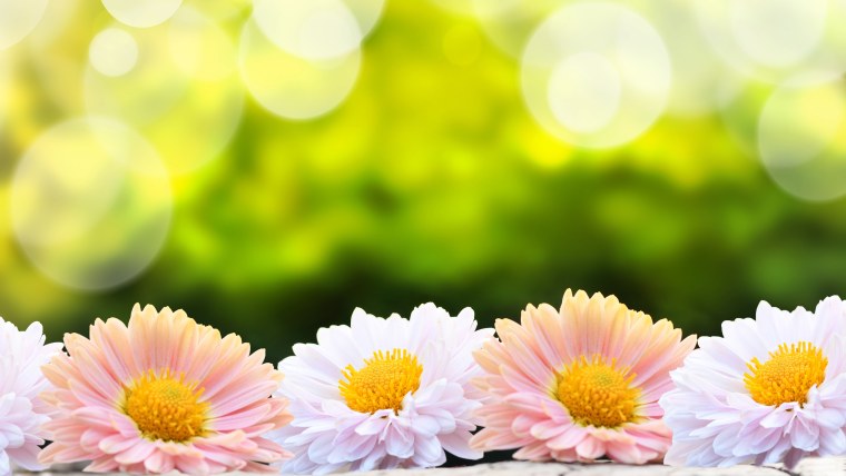 Баннер с ромашками