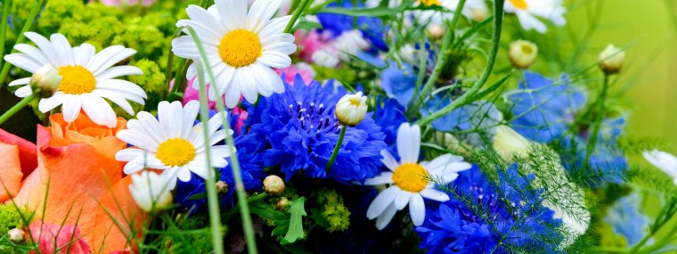 Фотообои ромашки бабочки