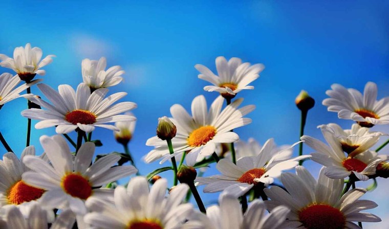 Фон ромашки