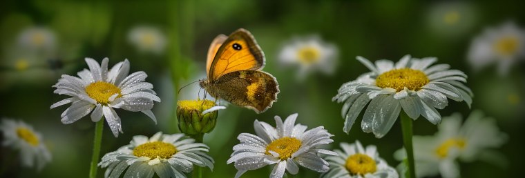 Макросъемка природа Ромашка