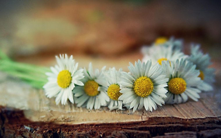 Цветы чёрно белые