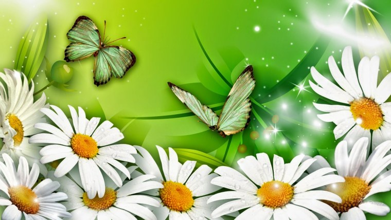 Ромашка с капелькой росы