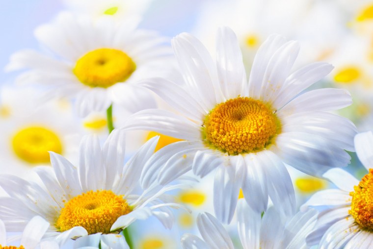 Ромашки на рабочий стол