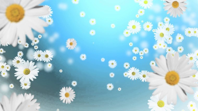 Красивые пейзажи с ромашками