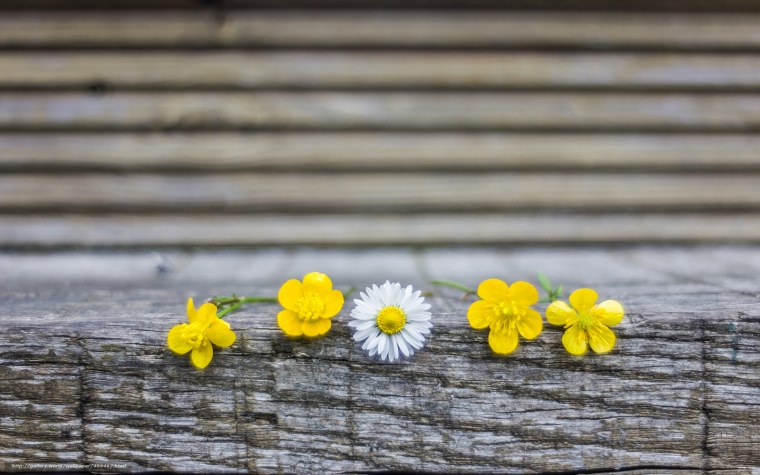 Заставка на рабочий стол ромашки
