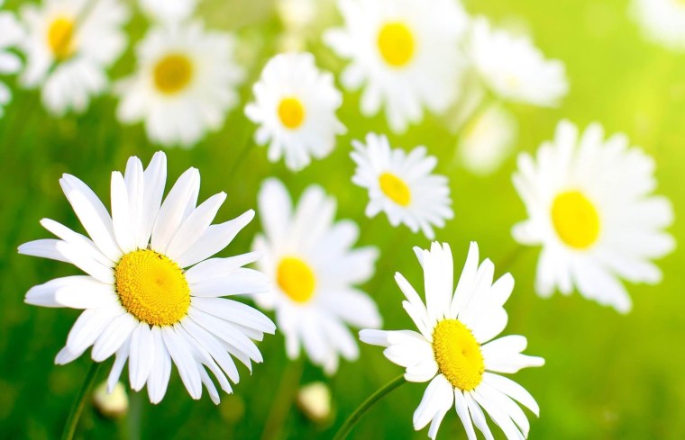 Ромашки на голубом фоне