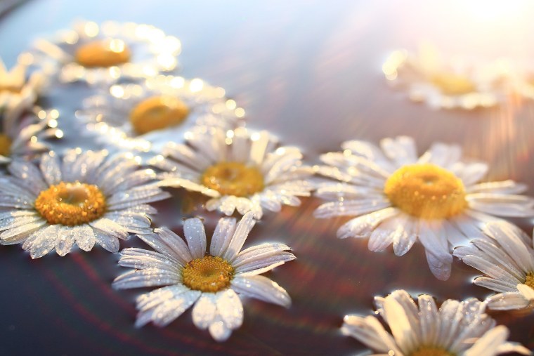 Ромашки на черном фоне