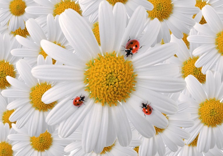 Луговые цветы