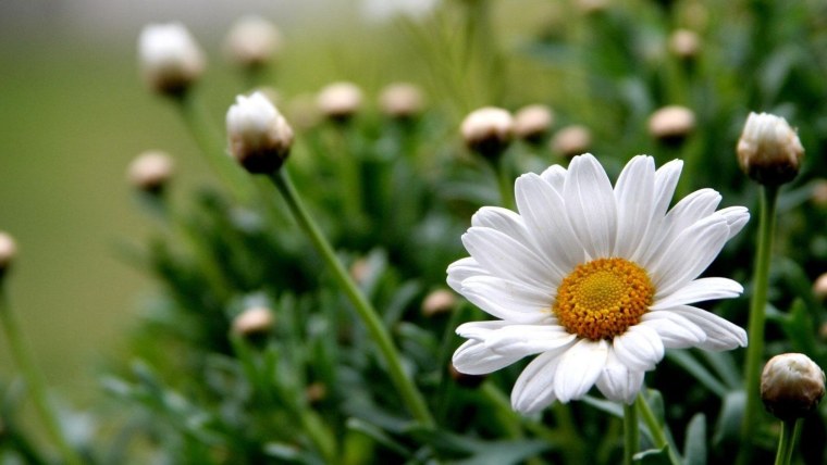 Ромашки обложка профиля