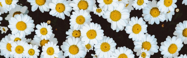 Ромашки на аву красивые