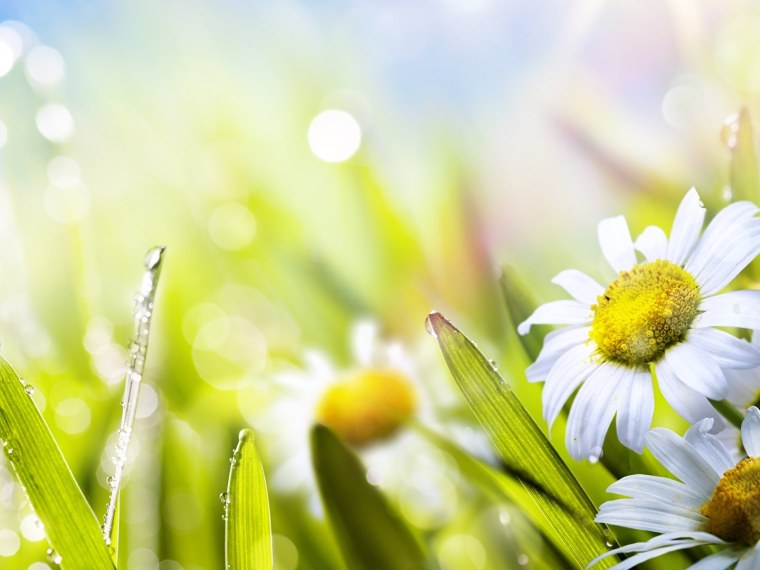 Поле ромашек