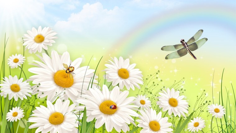 Цветы ромашки панорама