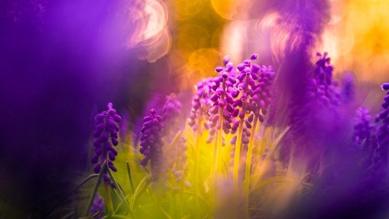 Оранжевый и фиолетовый